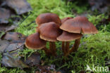 Bleke geelvezelgordijnzwam (Cortinarius saniosus)