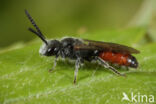 Kortsnuitbloedbij (Sphecodes majalis)