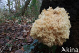 Coral tooth (Hericium coralloides)