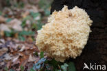 Kammetjesstekelzwam (Hericium coralloides)