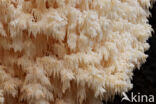 Coral tooth (Hericium coralloides)