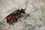 Sphecodes ferruginatus