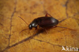 Choleva angustata