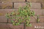 Kleine majer (Amaranthus blitum)