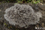 rim lichen (Lecanora campestris)