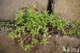 Lesser Swine-cress (Coronopus didymus)