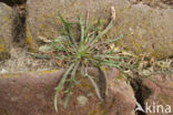 Buck s-horn Plantain (Plantago coronopus)