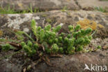 Muurpeper (Sedum acre)