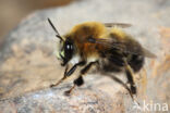 Mooie sachembij (Anthophora aestivalis)