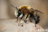 Mooie sachembij (Anthophora aestivalis)