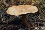 Suillus bovinus