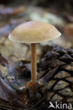 Stinging agaric (Collybia peronata)