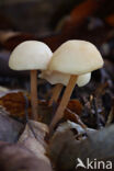 Clustered Toughshank (Collybia confluens)