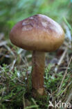 Birch Knight (Tricholoma fulvum)