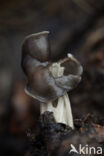 Elfin Saddle (Helvella lacunosa)