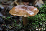 Berkenridderzwam (Tricholoma fulvum)