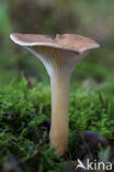 Slanke trechterzwam (Clitocybe gibba)