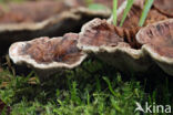 Zoned tooth (Hydnellum concrescens)