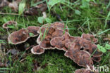 Zoned tooth (Hydnellum concrescens)