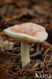 Roze berkenrussula (Russula betularum)