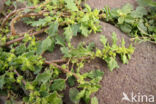 Creeping Goosefoot (Chenopodium pumilio)