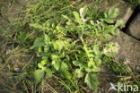 Moeraskers (Rorippa palustris)