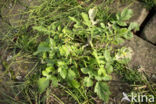 Marsh Yellow-cress (Rorippa palustris)