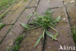 Crab-grass / Hairy Finger-grass (Digitaria sanguinalis)