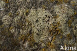 Grijsgroene steenkorst (Lecidella scabra)