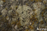 Lecidella scabra