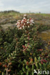 White Stonecrop (Sedum album)