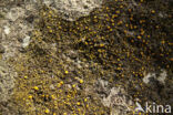 Grove geelkorst (Candelariella vitellina)