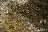 Common goldspeck lichen (Candelariella vitellina)