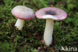 Broze russula (Russula fragilis)