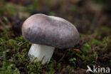 Vorkplaatrussula (Russula heterophylla)