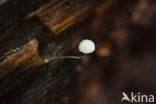 Mycena adscendens