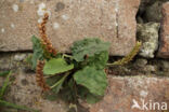 Grote weegbree (Plantago major)