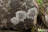 rim lichen (Lecanora campestris)