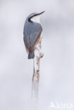 Nuthatch (Sitta europaea europaea)