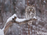 Tawny Owl (Strix aluco)