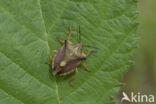 beemdkroonschildwants (carpocoris fuscispinus)