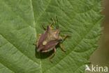 beemdkroonschildwants (carpocoris fuscispinus)