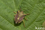 beemdkroonschildwants (carpocoris fuscispinus)