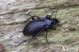 tuinschallebijter (carabus nemoralis)