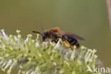 roodscheenzandbij (andrena ruficrus)