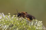 roodscheenzandbij (andrena ruficrus)