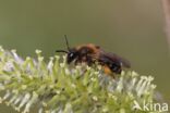 andrena ruficrus