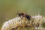 andrena ruficrus