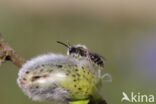 roodscheenzandbij (andrena ruficrus)