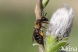 roodscheenzandbij (andrena ruficrus)